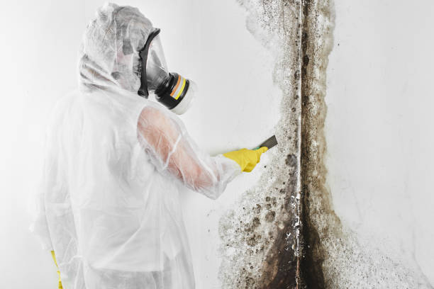 Best Black Mold Removal  in Damascus, MD