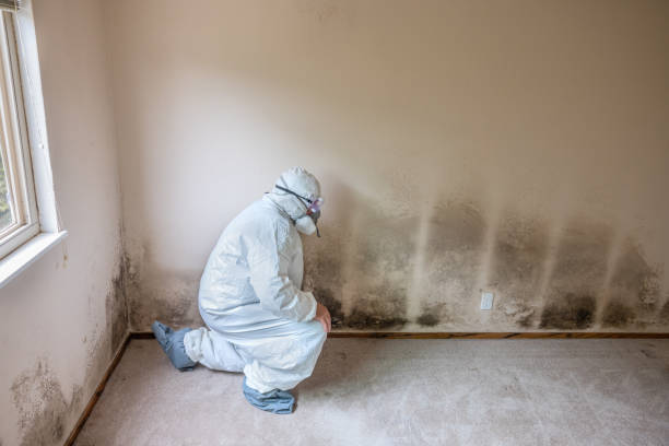 Best Toxic Mold Removal  in Damascus, MD