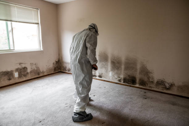 Best Affordable Mold Removal  in Damascus, MD