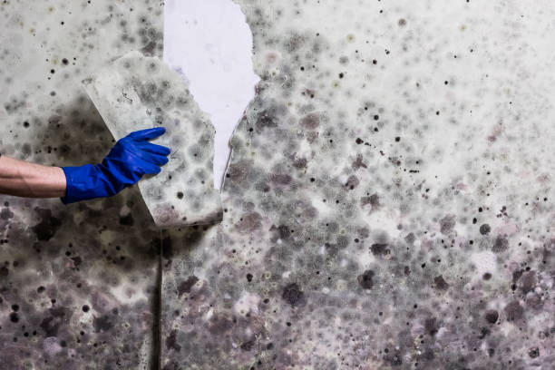 Best Mold Removal Company Near Me  in Damascus, MD