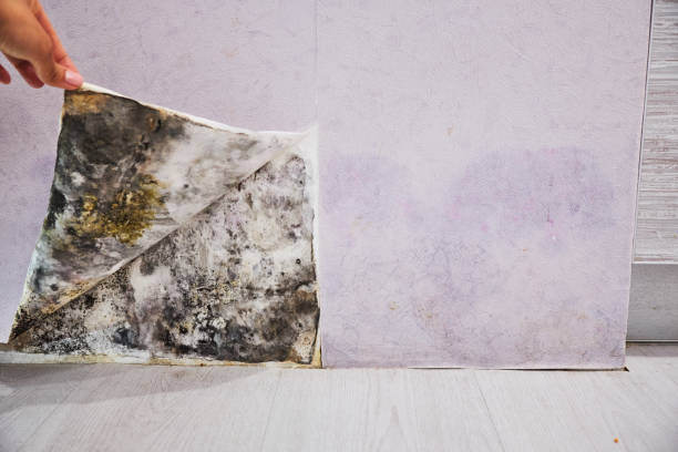 Office Mold Removal Services in Damascus, MD